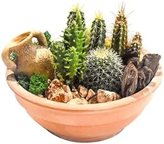 Dubai Garden Centre Clay Bowl Pot Succulent Arrangement