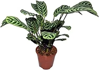 Dubai Garden Centre Calathea Ctenanthe Amabilis Indoor Plant