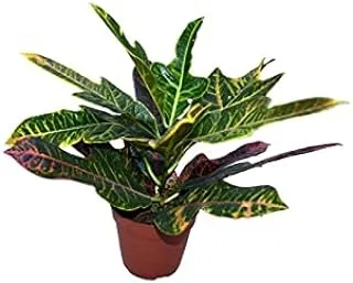 مركز دبي جاردن Codiaeum Variegatum