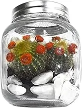 House of Flowers Terrarium Succulent Arrangement in Small Closed Jar