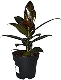 Dubai Garden Centre Ficus Elastica Robusta Indoor Plant, Green