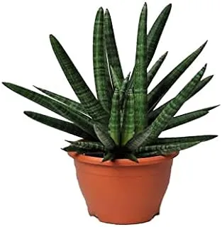 Dubai Garden Centre Sansevieria Cylindrica Handshake Plant, 60 cm Height