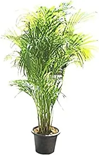 Dubai Garden Centre Chrysalidocarpus Areca Palm Outdoor Plant, Green