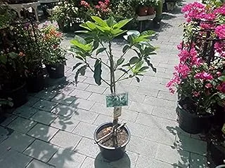 Dubai Garden Centre Avocado Outdoor Plant, Green