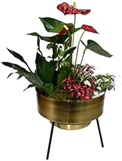 House of Flowers Mix Indoor Plants Arrangement in Gold Pot