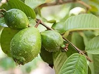 Dubai Garden Centre Psidium Guajava Tree, Green