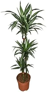 Dubai Garden Centre Dracaena Warneckii Indoor Plant