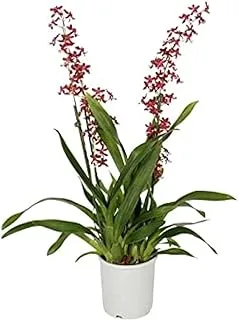 Dubai Garden Centre Oncidium Dancing Lady Orchid Flowering Plant