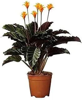 Dubai Garden Centre Calathea Crocata