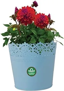 TrustBasket Lace Metal Planters (Teal)