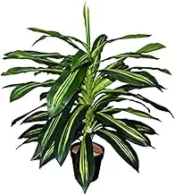 Dubai Garden Centre Artificial Dracaena Lemon Lime Plant, 70 cm Height, Green