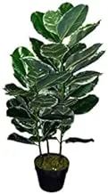 Dubai Garden Centre Robusta Artificial Ficus, Green