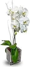 House of Flowers Phalaenopsis Square Glass Vase