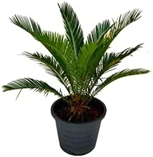 Dubai Garden Centre Cycas Revoluta Outdoor Plant, Small, Green