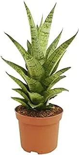 Dubai Garden Centre Sansevieria Toughlady Plant