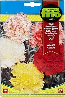سيميلاس فيتو كارنيشن جيجانت جيجانت فاريادو ، متعدد الألوان ، 615