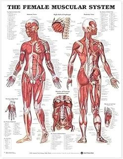 The Female Muscular System Anatomical Chart