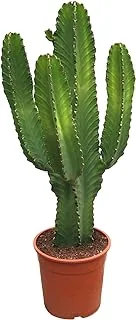 مركز دبي جاردن Euphorbia Ingens Cactus