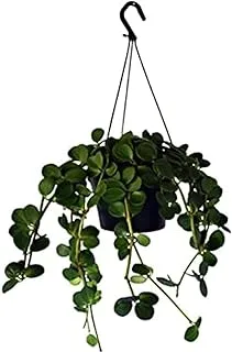 Dubai Garden Centre Peperomia Pepperspot Hanging Indoor Plant