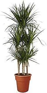 Dubai Garden Centre Dracaena Marginata 5 Head Indoor Plant