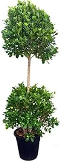 Dubai Garden Centre 2 Head Ficus Panda Outdoor Plant, Big, Green