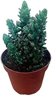 Dubai Garden P12 Centre Opuntia Microdays Cactus and Succulents, 10-15 cm Height