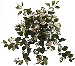 تقريبًا طبيعي 6117-S4 21Â € Hoya Hanging Bush (مجموعة من 4) ، 4 قطع ، أرجواني ، أخضر