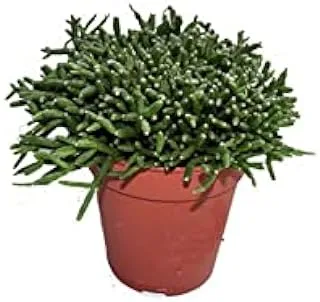 Dubai Garden Centre Rhipsalis Plant, 12 cm Height