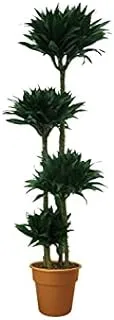 Dubai Garden Centre Dracaena Compacta 4pp