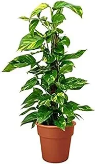 دبي جاردن سنتر Epipremnum Aureum بحجم صغير