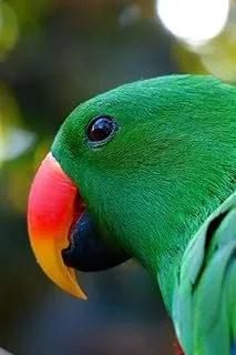 Beautiful Green Eclectus Parrot Profile Journal: Take Notes, Write Down Memories in this 150 Page Lined Journal