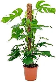 Dubai Garden Centre Monstera in Moss Stick, Large