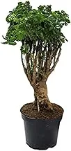 Dubai Garden Centre Polyscias Fruticosa Plant, 50 cm Height