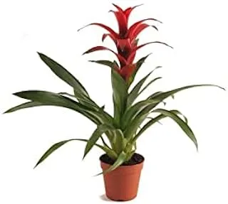 Dubai Garden Centre Guzmania Mix, 30 cm Height