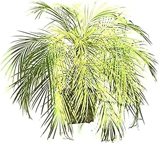 Dubai Garden Centre Phoenix Roebelenii Date Palm Plant, Green