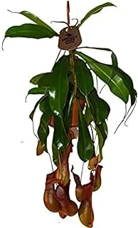 Dubai Garden Centre Nepenthes (Monkey Jar) Hanging or Pitcher Plant