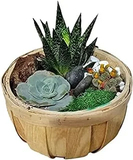 House of Flowers Plant Arrangements Succulent in Pot