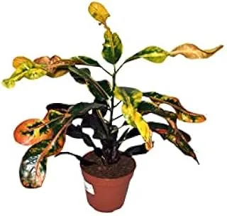 مركز دبي جاردن Codiaeum Variegatum Mix