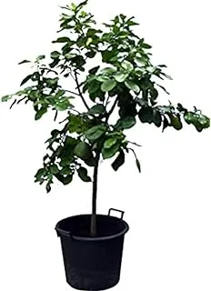 Dubai Garden Centre Citrus Pomelo Plant, Green