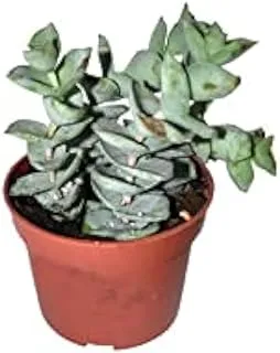 Dubai Garden Centre Crassula Mix, Green