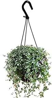 Dubai Garden Centre Pilea Glaucophylla Hanging Plant