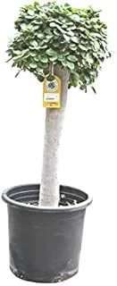 Dubai Garden Centre 1 Head Ficus Microcarpa Outdoor Plant, Green