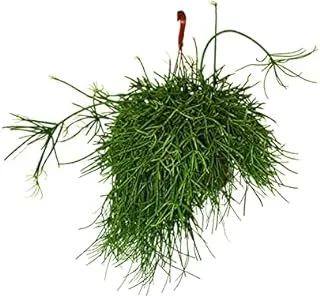 Dubai Garden Centre Rhipsalis Cassutha Indoor Hanging Plant, 60 cm Height