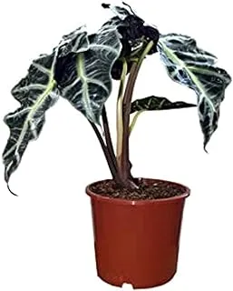 Dubai Garden Centre Alocasia Polly Indoor Plant, Green