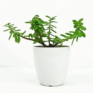 FnP Jade in Small Planter, White