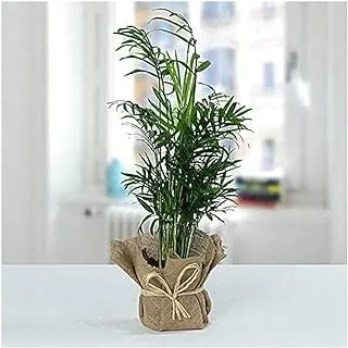 FnP Chamaedorea Plant with Jute Wrapped