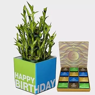 FnP Lucky Bamboo Plant and Godiva Chocolates