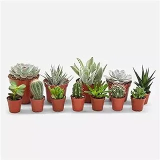 FnP Lovely Indoor Plants 12-Piece Set