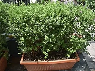 Dubai Garden Centre Texas Ranger Leucophyllum in Rectangular Pot, Purple Sage