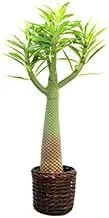 Dubai Garden Centre Artificial EUphorbia Royleana Plant, 120 Cm Height, Green